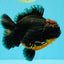 A Grade Dark Kirin Yuanbao Male 5 inches #032026YB_18