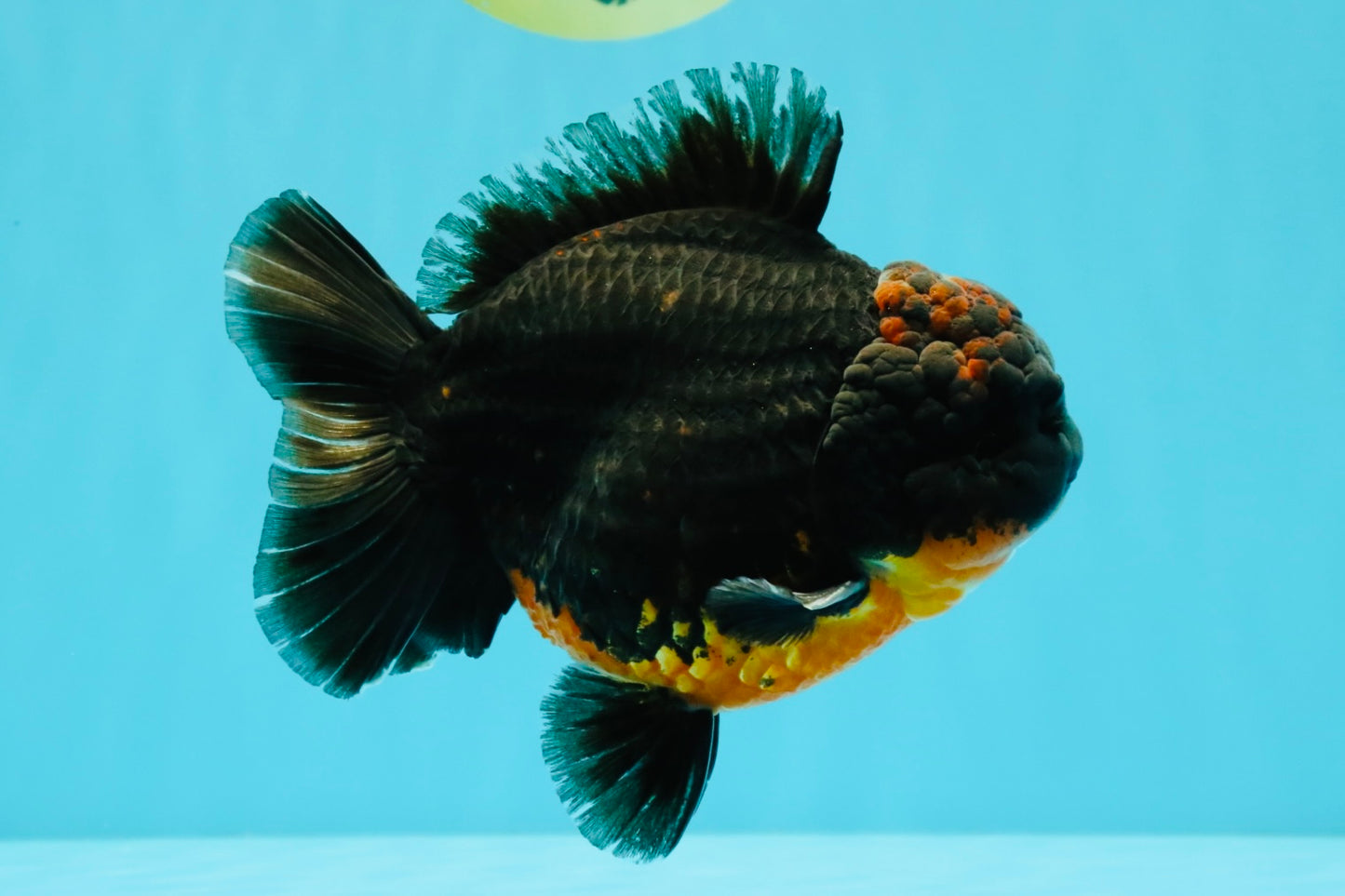 A Grade Dark Kirin Yuanbao Male 5 inches #032026YB_18