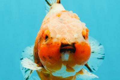 UNIQUE A Grade Sakura Oranda Male 5.5-6  inches #042426OR_14