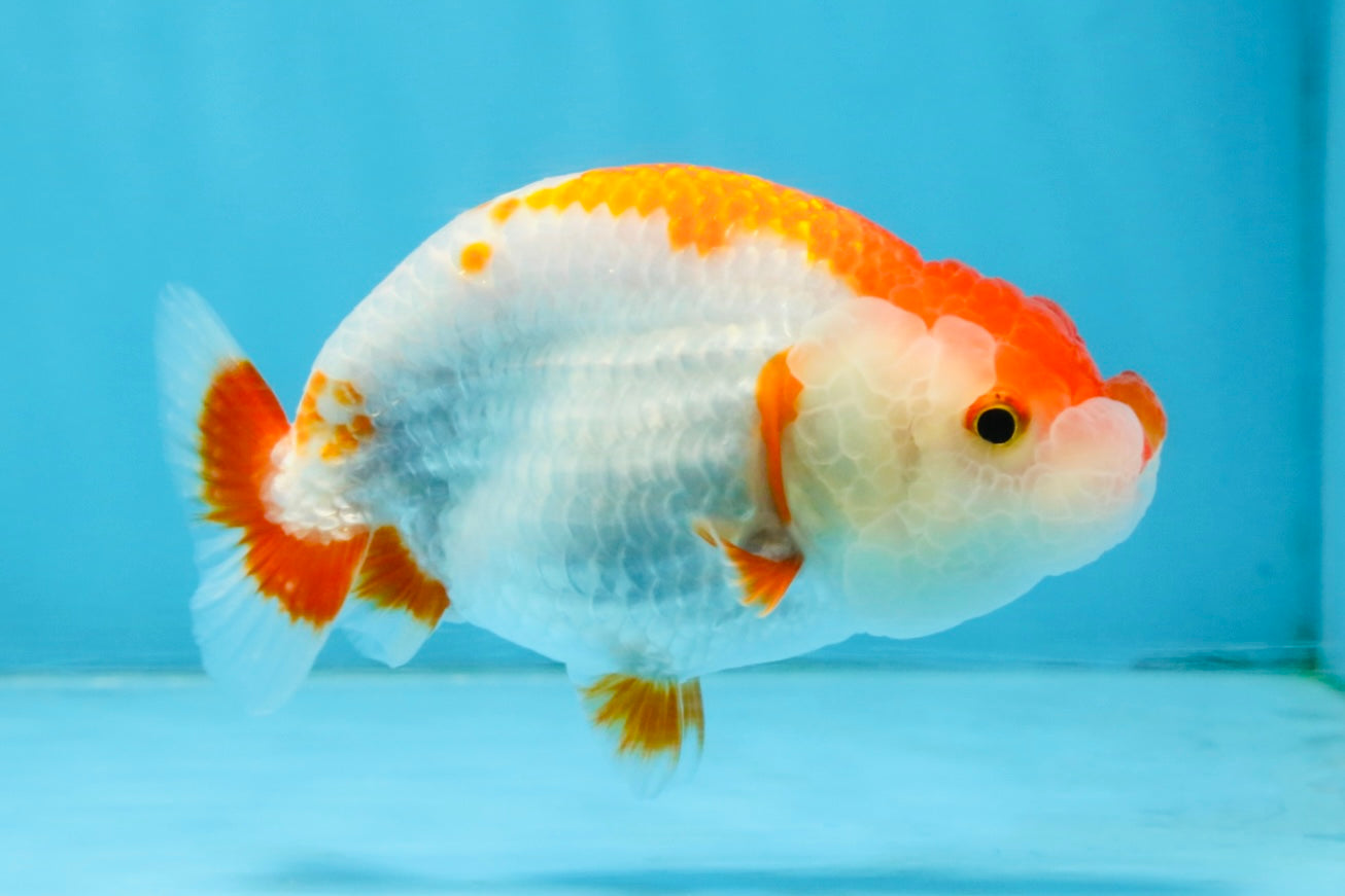 A Grade Red White LionQueen 4-4.5 inches #112125LC_11