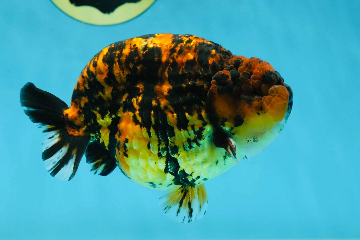 AAA Grade Tiger LionKing 5 inches #052325LC_18