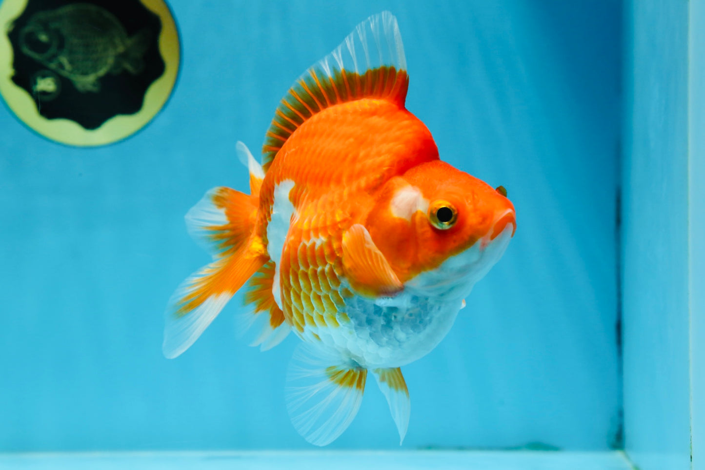 A Grade Ryukin Red White Female 5 inches #070425RK_04