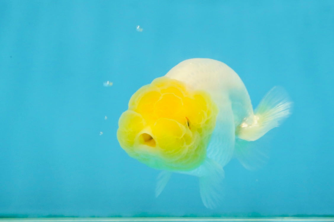 White Lionchu Female 3.5 inches #121225LC_13