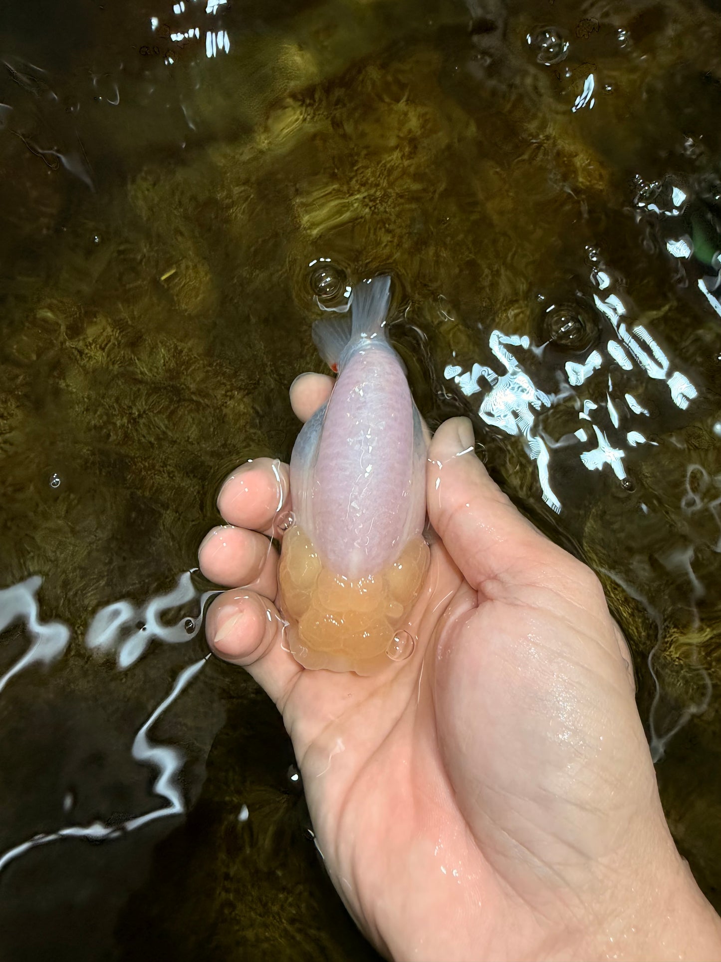 A Grade White LionQueen 4 inches #103125LC_26