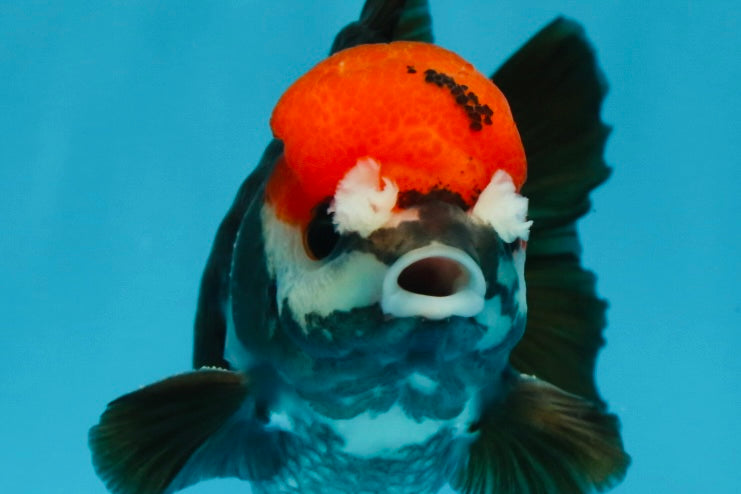 A Grade Pompom Tricolor Yuanbao Male 4 inches #052325YB_26