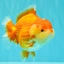 AAA Grade Red White Yuanbao Female 5-5.5 inches #061926YB_30
