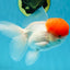 A Grade Red Cap Oranda Male 4.5-5 inches #050925OR_46
