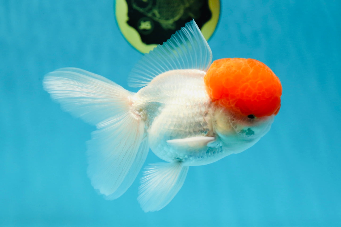 A Grade Red Cap Oranda Male 4.5-5 inches #050925OR_46