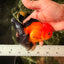 Apache Oranda Male 4.5 inches #032726OR_10