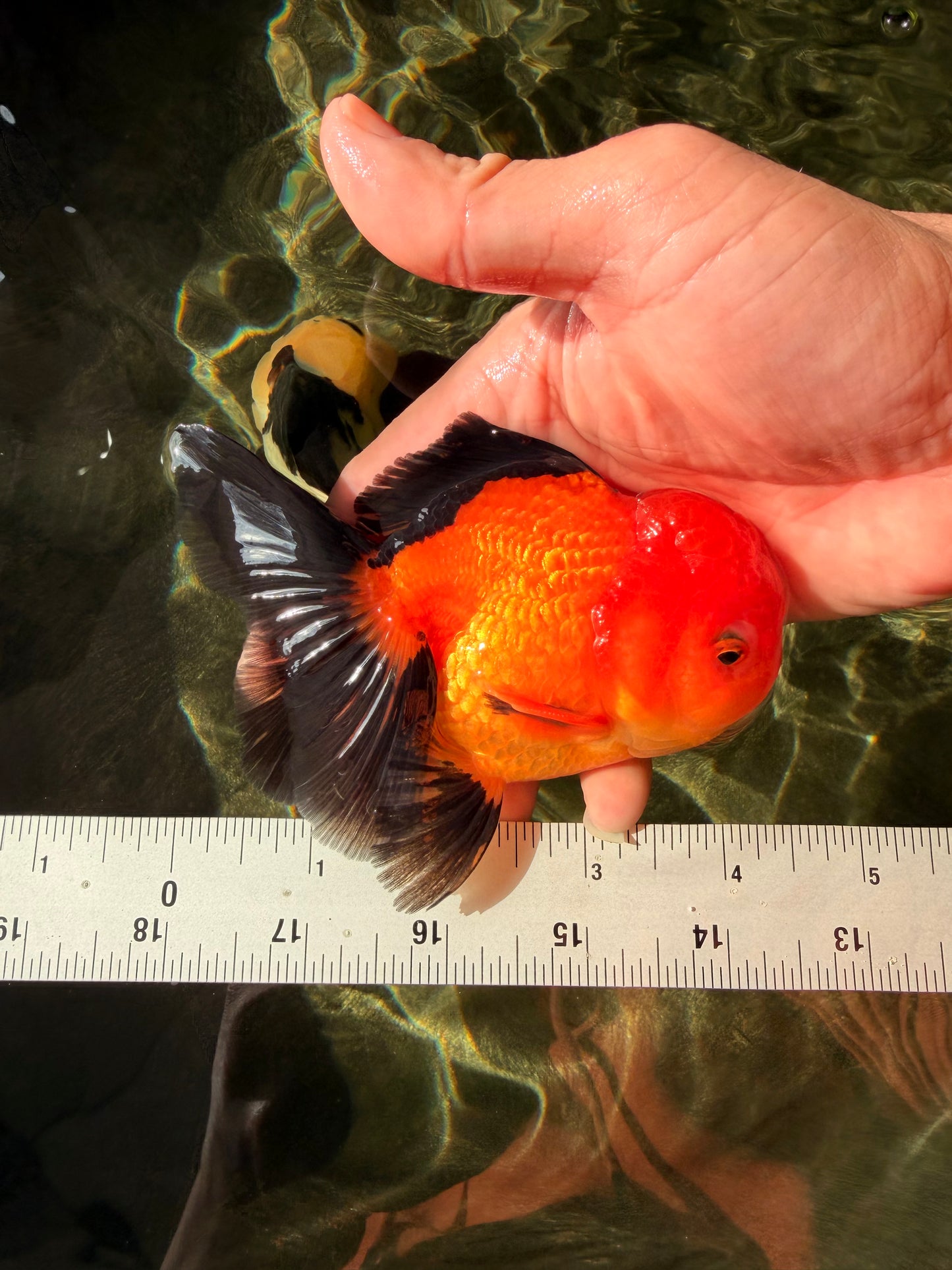Apache Oranda Male 4.5 inches #032726OR_10