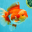 A Grade Godzilla Red White Oranda Male 7 inches #022726OR_12