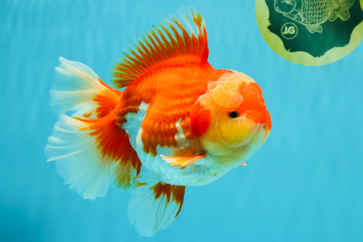 A Grade Godzilla Red White Oranda Male 7 inches #022726OR_12