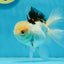 AAA Grade Tricolor Oranda Male 4.5-5 inches #112924OR_17