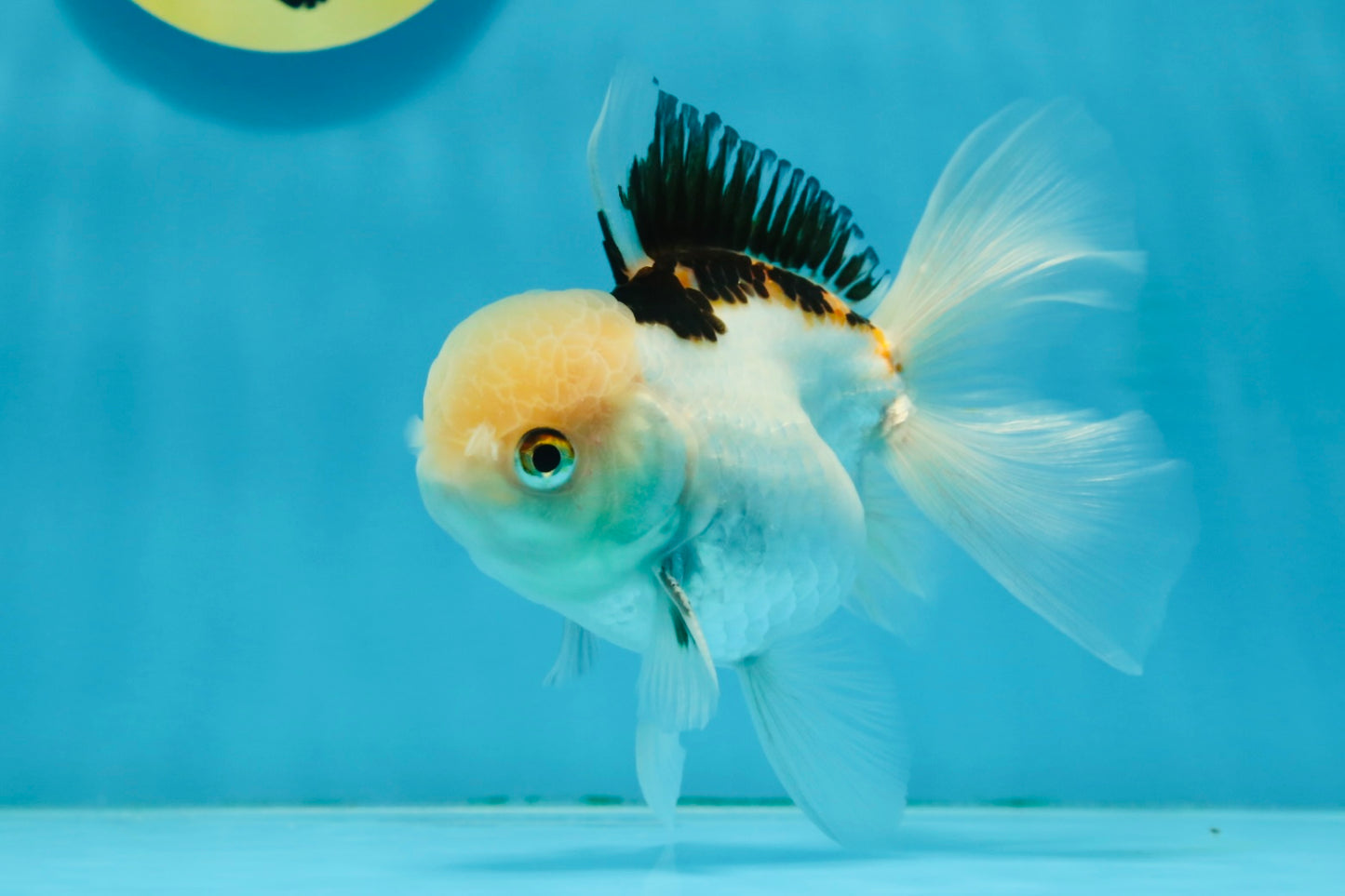 AAA Grade Tricolor Oranda Male 4.5-5 inches #112924OR_17