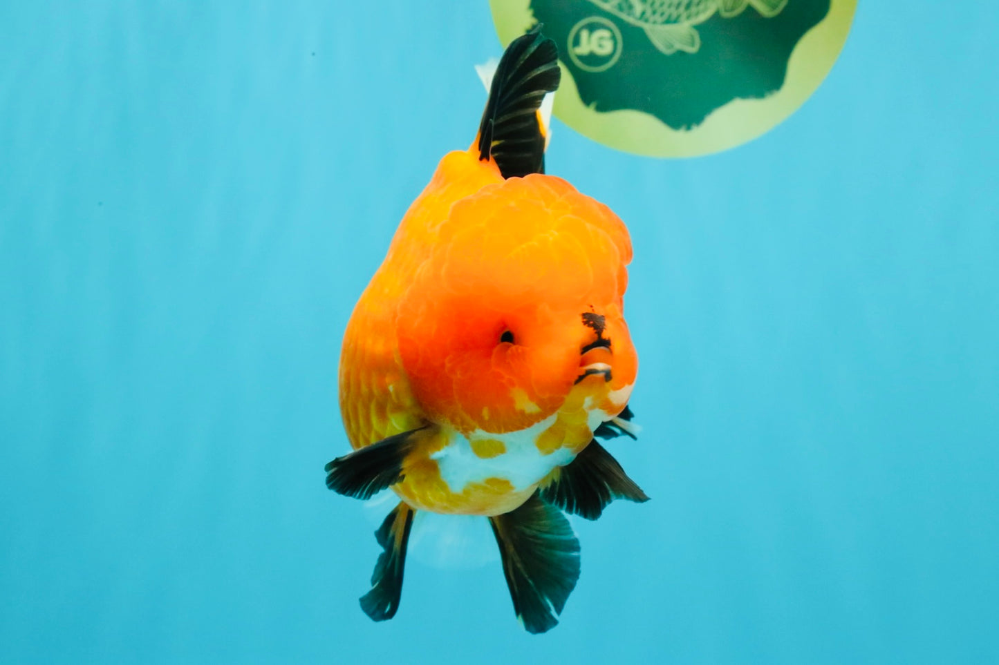 CHARLIE CHAPLIN AAA Grade Apache Oranda Female 5.5-6 inches #030626OR_27