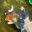 A Grade Lava Head Apache Oranda Male 6 inches #091925OR_13