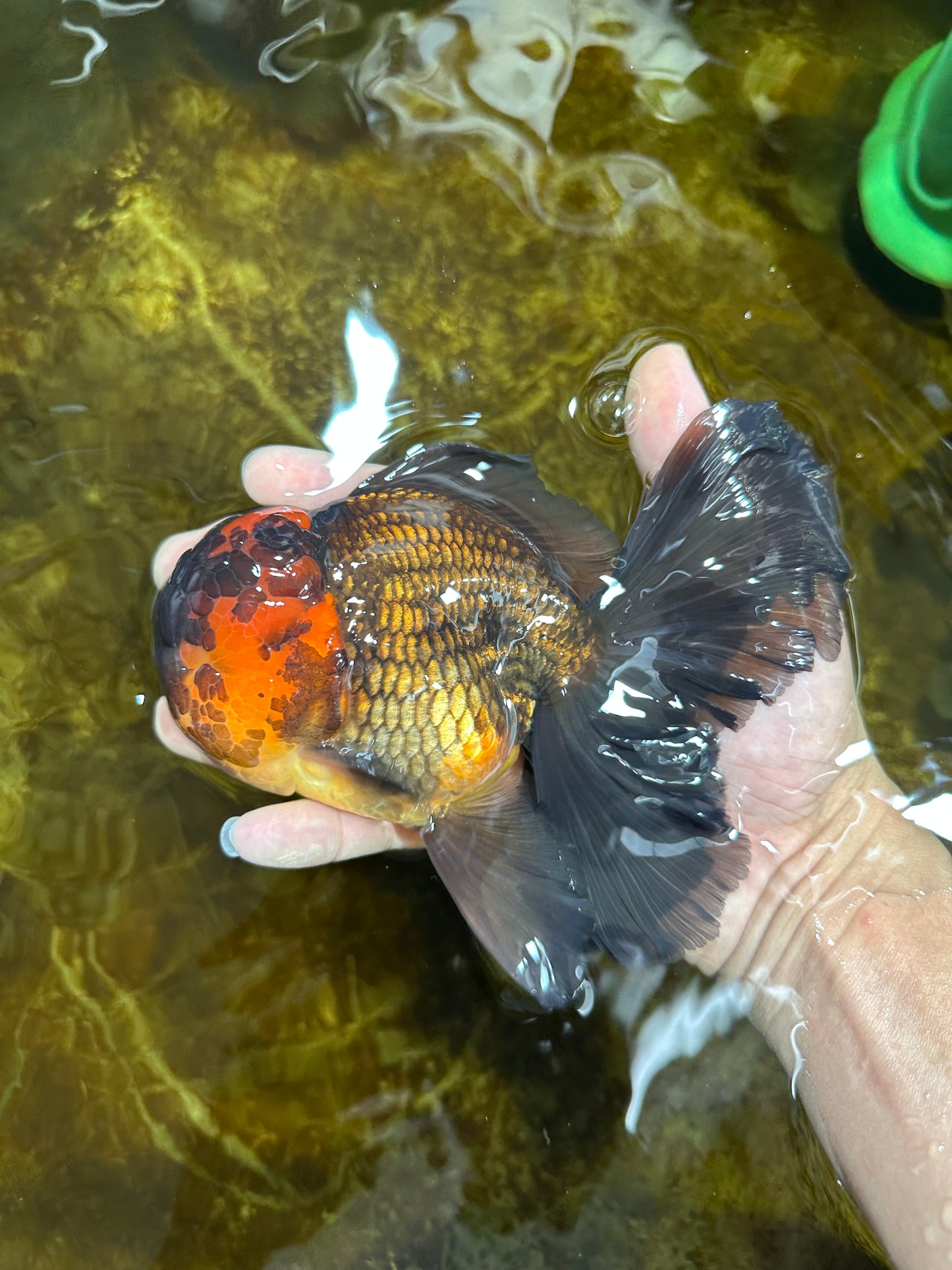 A Grade Lava Head Apache Oranda Male 6 inches #091925OR_13