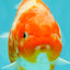 A Grade Kohaku Sakura Yuanbao Female 5 inches #100226YB_14