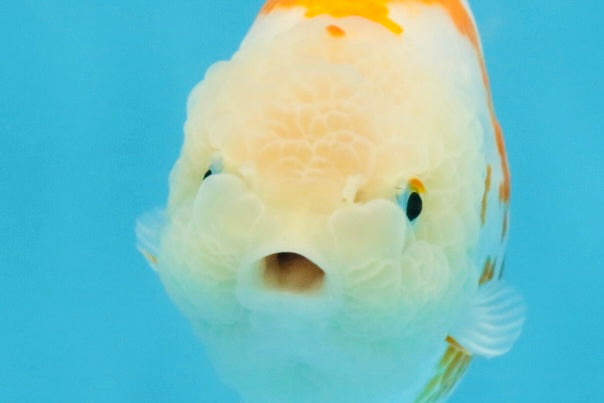 CHUBBY AAA Grade Kohaku Sakura LionQueen 4.5 inches #112825LC_01