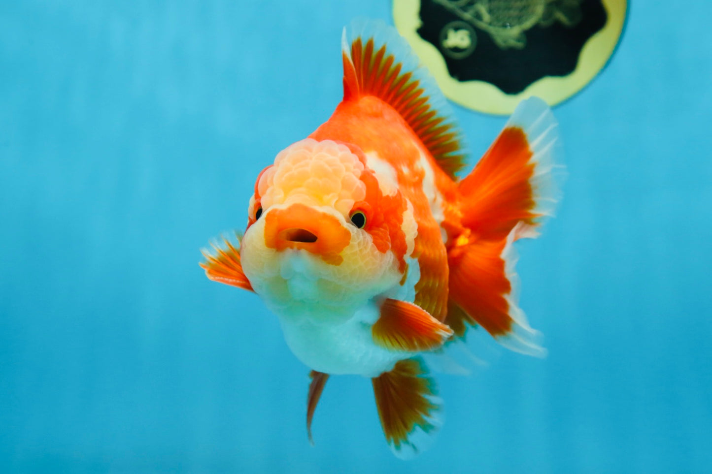 AAA Grade PULLDOG Godzilla Red White Yuanbao 5-5.5 inches #080825YB_25