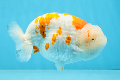 AAA Grade FANCY Kohaku Sakura LionKing 5.5 inches #100325LC_08