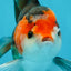 A Grade Nugget Tricolor Button Eyes Oranda Male 4.5 inches #010325OR_17