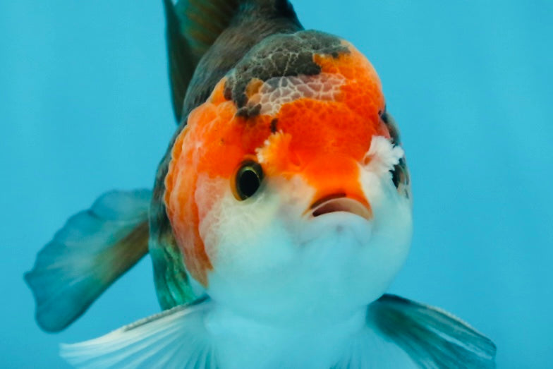 A Grade Nugget Tricolor Button Eyes Oranda Male 4.5 inches #010325OR_17