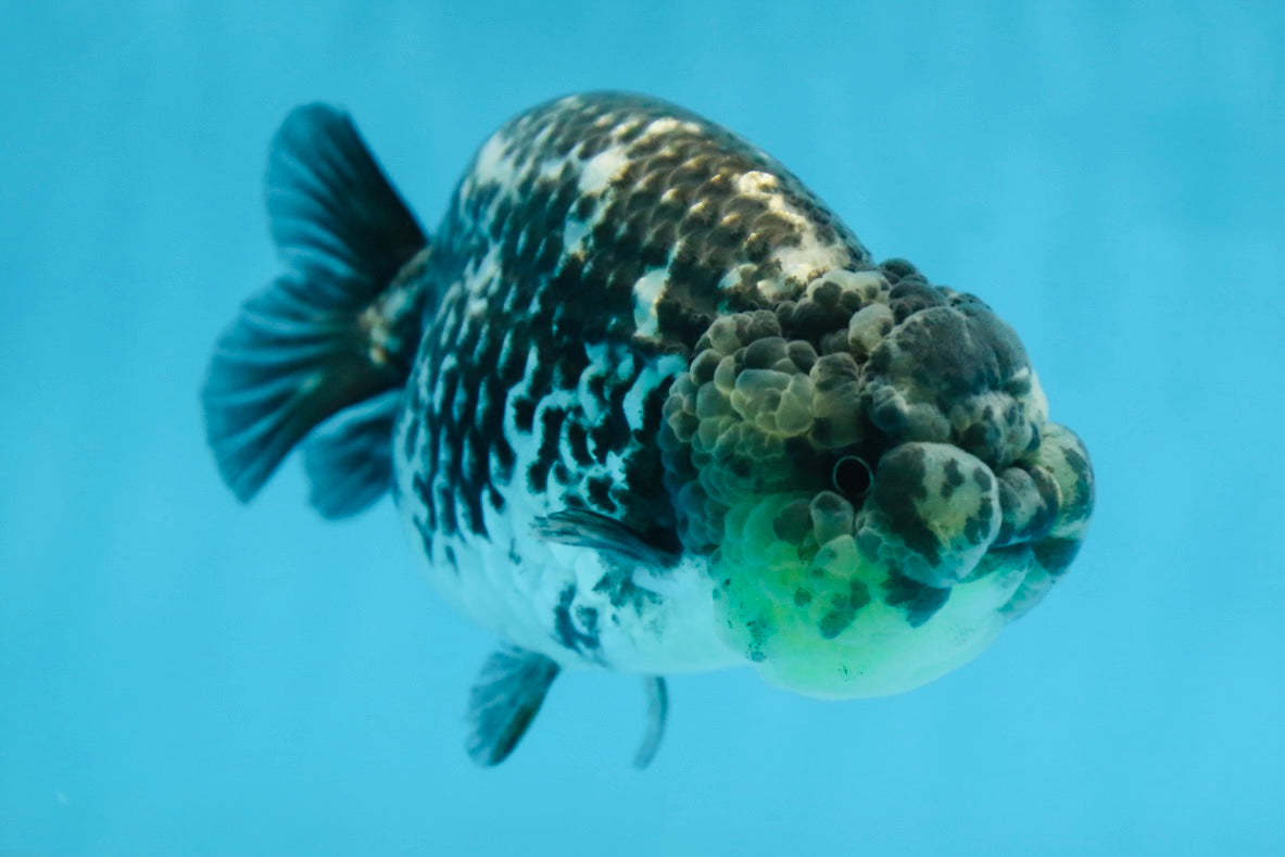 AAA Grade White Tiger LionQueen 5-5.5 inches #091225LC_08