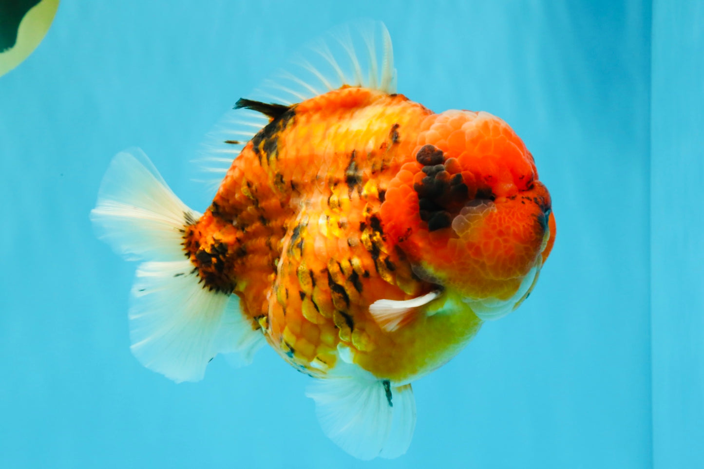 SUPER AAA Grade Godzilla Tiger Yuanbao Male 6.5 inches #022026YB_01