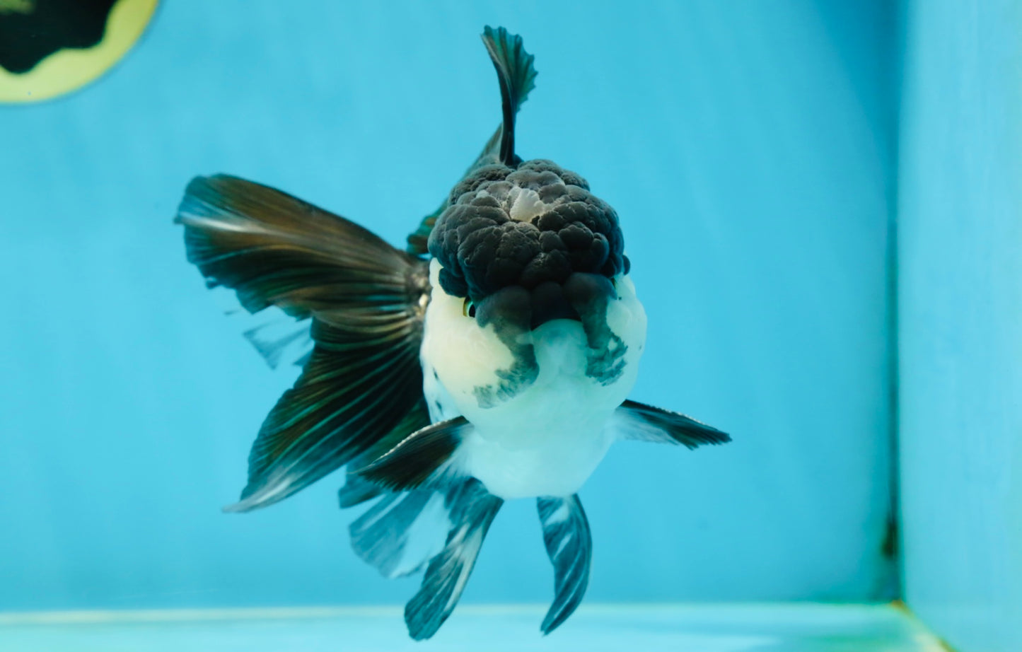 A Grade Panda Oranda Male 5-5.5 inches #050925OR_41