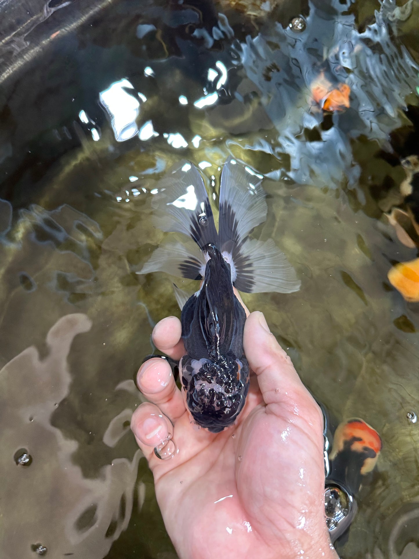 CHONKY Panda Oranda Male 5.5 inches #091225OR_24