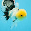 AAA Grade Lemonhead Button Eyes Oranda Male 5 inches #0927OR_24