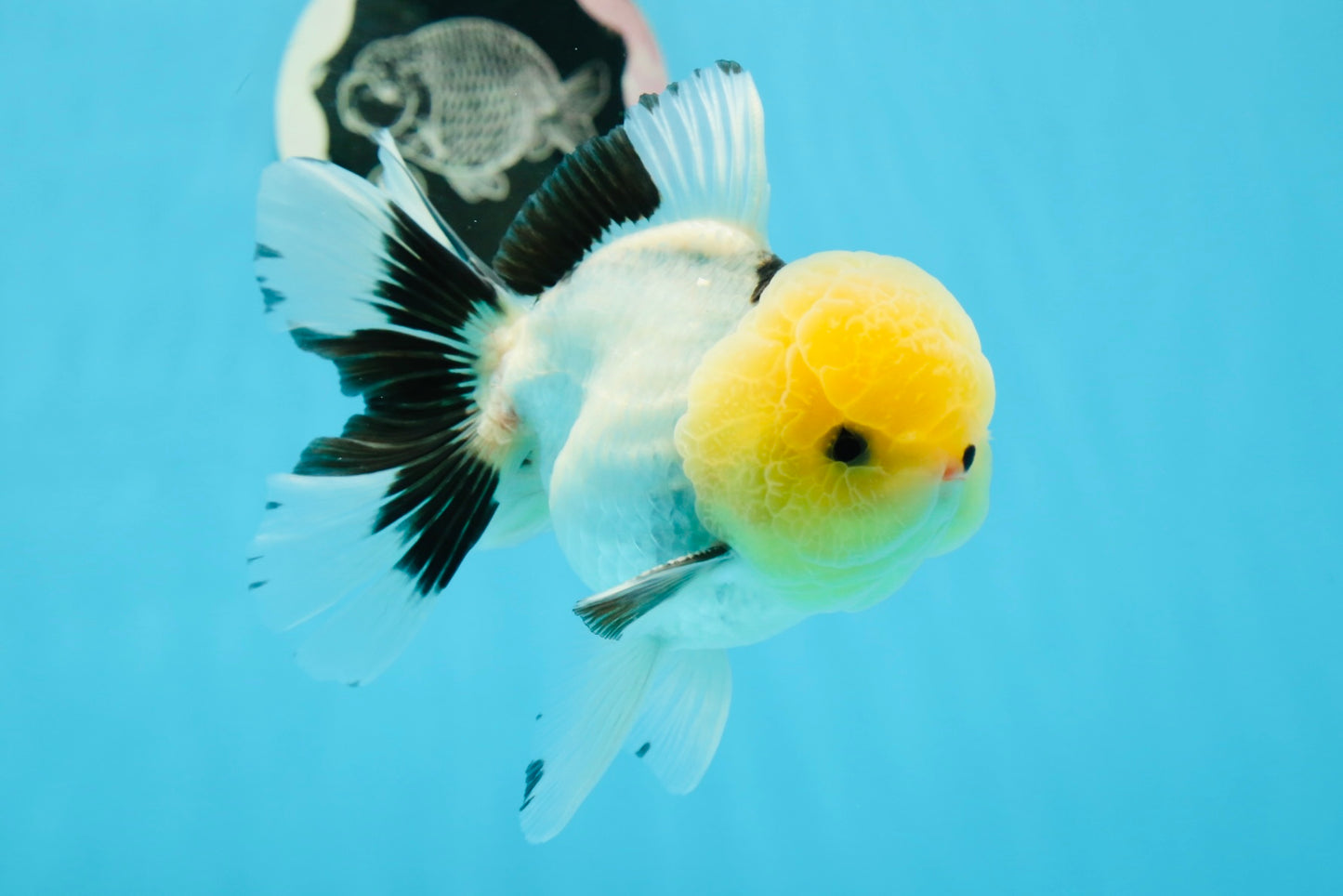 Oranda macho de cabeza de limón de grado AAA con ojos de botón, 5 pulgadas, n.º 0927OR_24