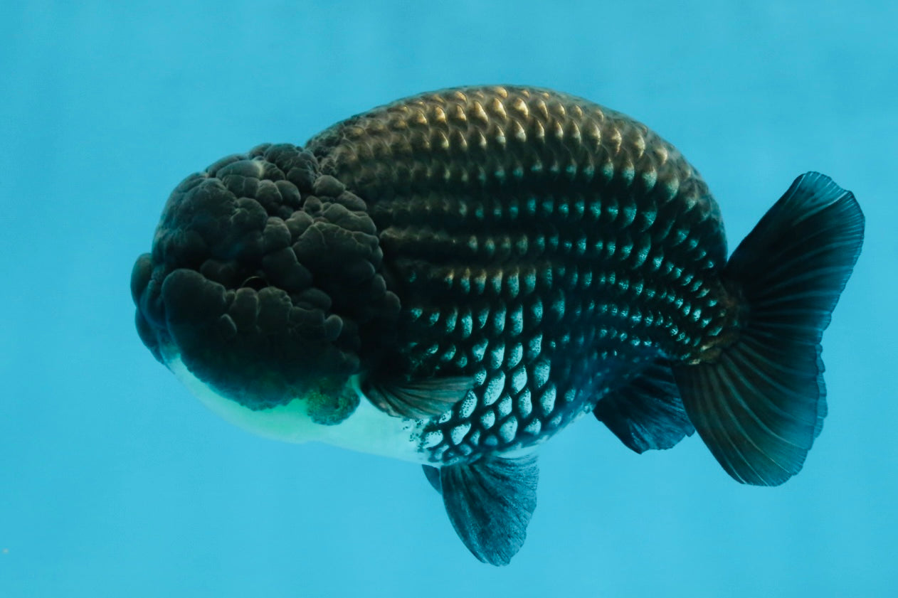 A Grade Black Blue LionKing 5 inches #103125LC_12