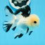 A Grade Tricolor Button Eyes Oranda Male 4.5 inches #0830OR_23