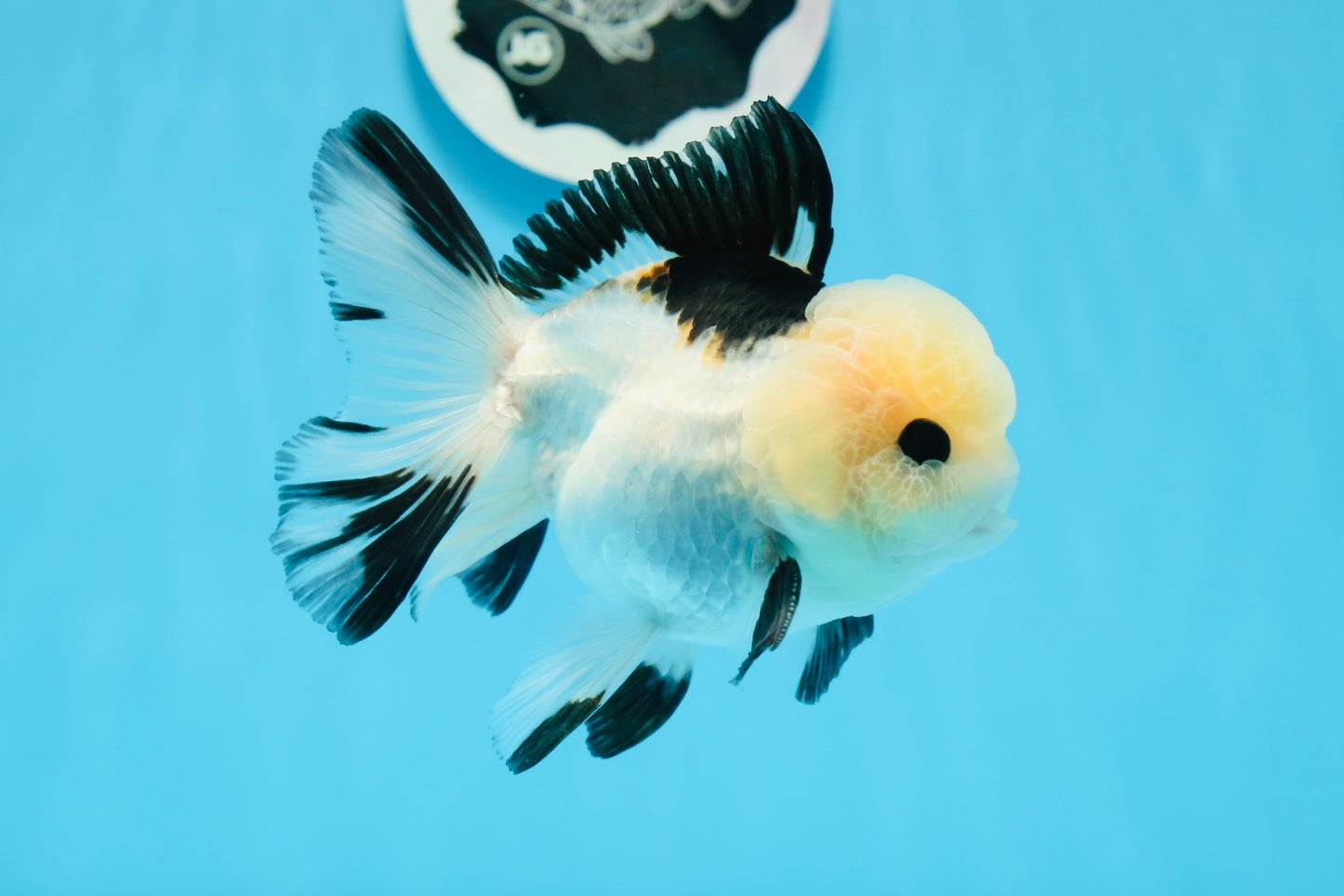 A Grade Tricolor Button Eyes Oranda Male 4.5 inches #0830OR_23