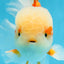 SUPER CUTE AAA Grade Red White Oranda Male 6 inches #082225OR_08