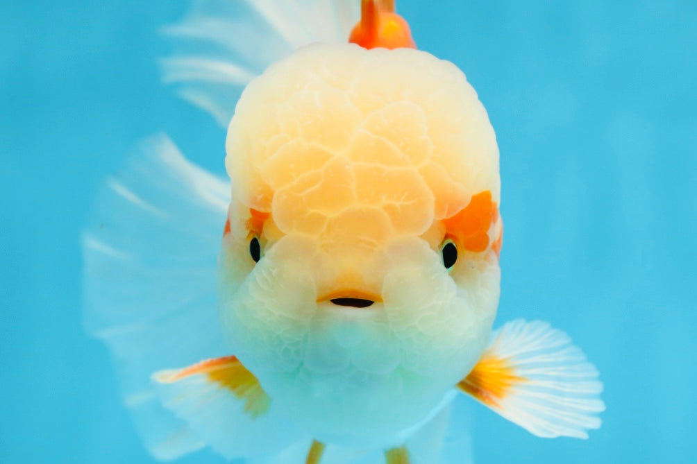 SUPER CUTE AAA Grade Red White Oranda Male 6 inches #082225OR_08