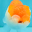 CHUBBY A Grade Red White LionQueen 4.5-5 inches #050126LC_23