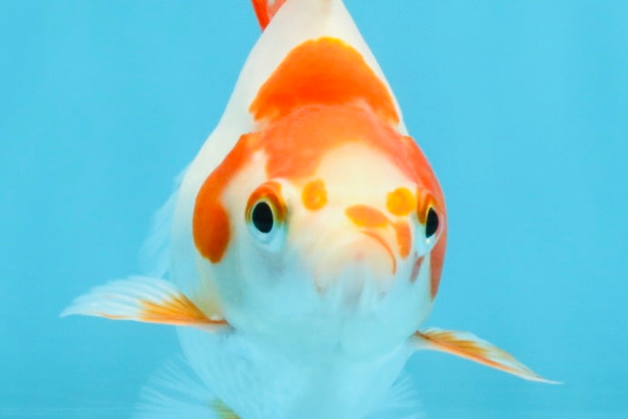 A Grade Red White Ryukin Female 3.5-4 inches #111425RK_04