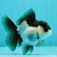 Panda Oranda Female 3.5-4 inches #110124OR_06