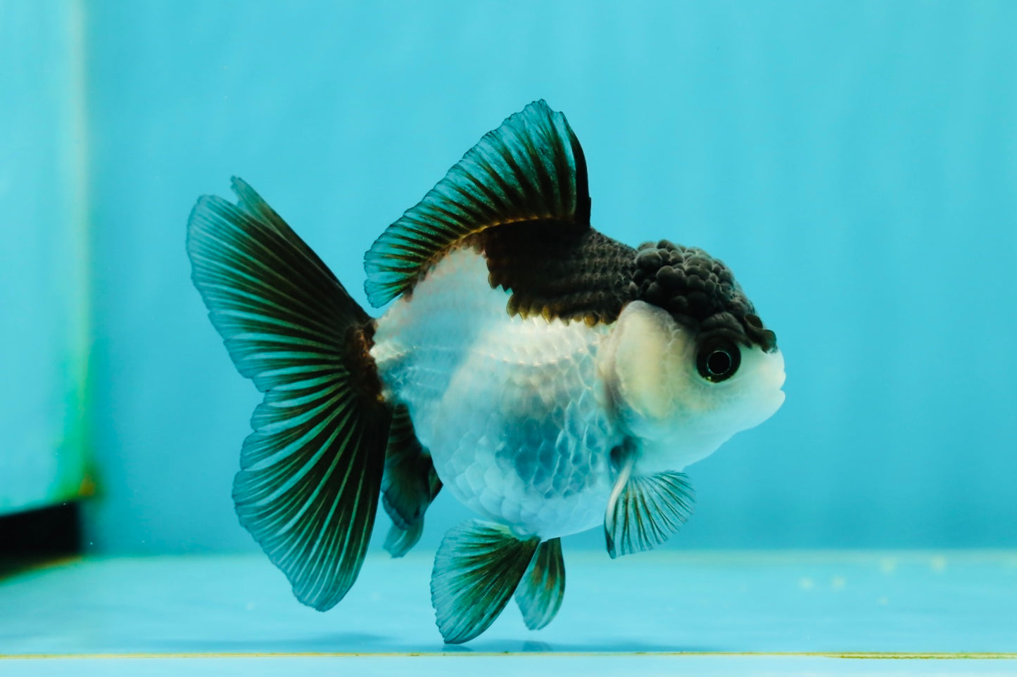 Panda Oranda Female 3.5-4 inches #110124OR_06