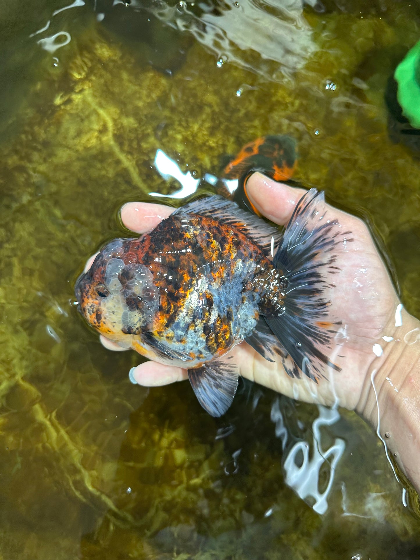 A Grade FLUFFY Calico Yuanbao Male 5.5 inches #091925YB_15