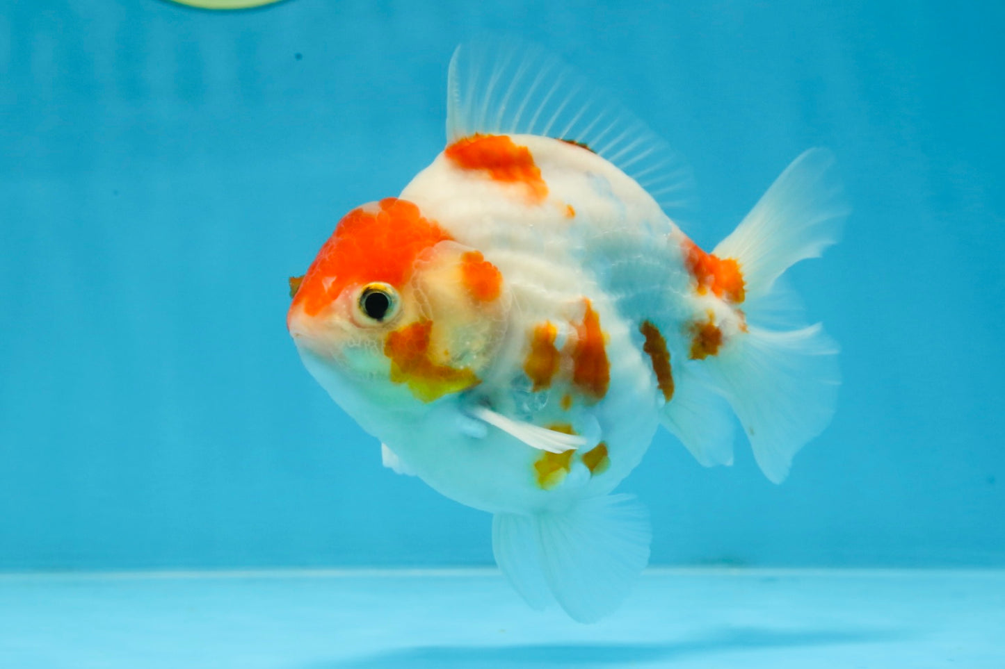 A Grade Young Godzilla Kohaku Sakura Yuanbao Male 4.5 inches #101725YB_28