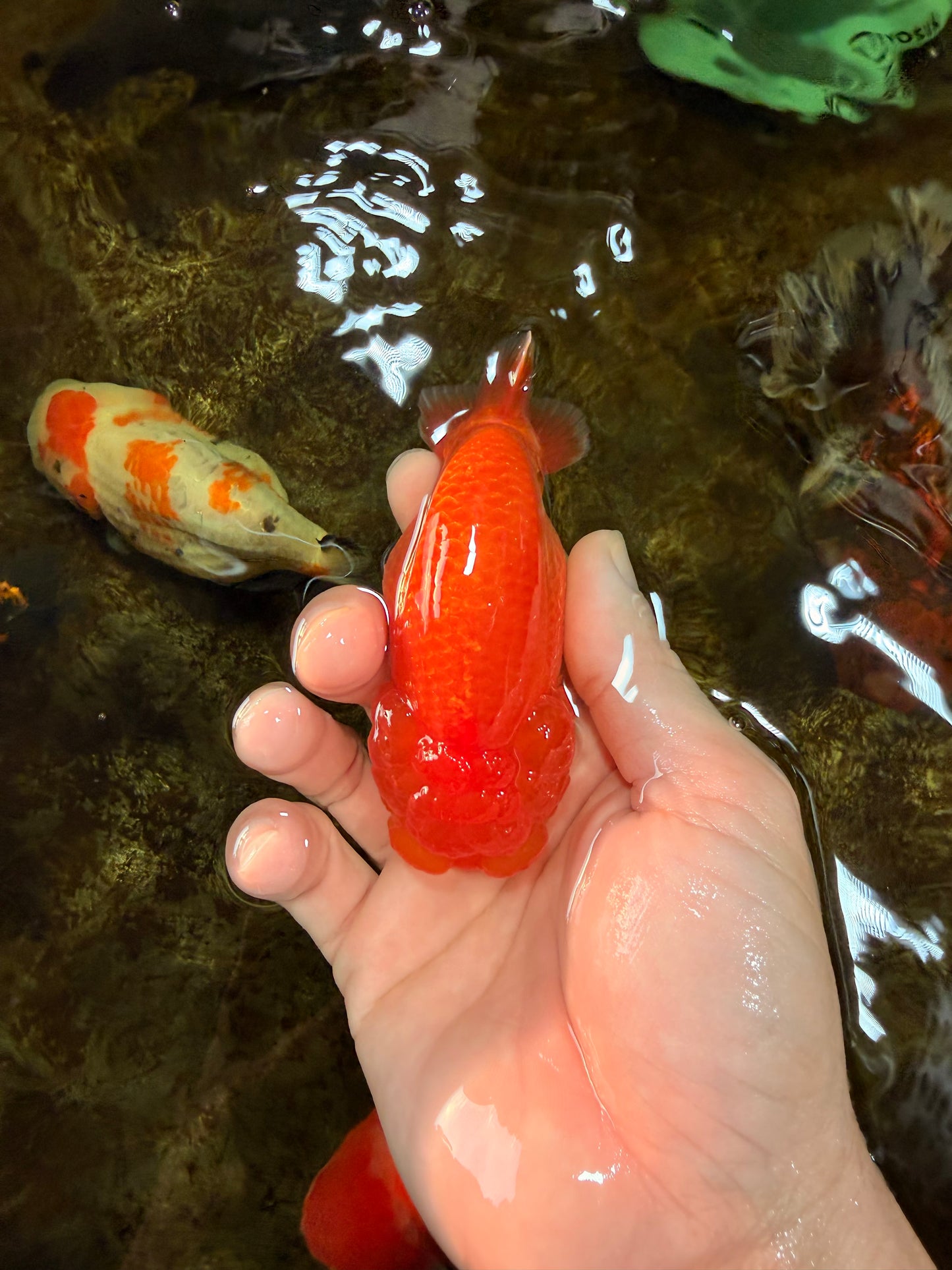 SUPER CUTE AAA Grade Red White LionQueen 4 inches #101725LC_12