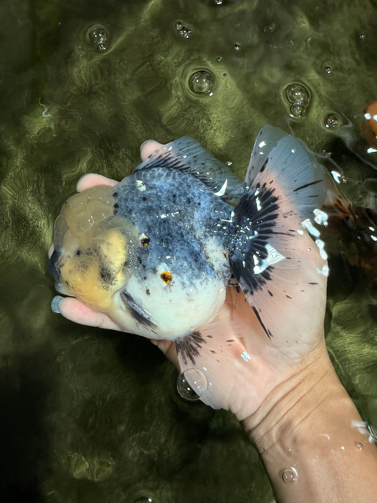 AAA Grade Kirin Oranda Male 6 inches #092526OR_04