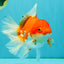 A Grade Red White Oranda Female 6.5-7 inches #050826OR_06