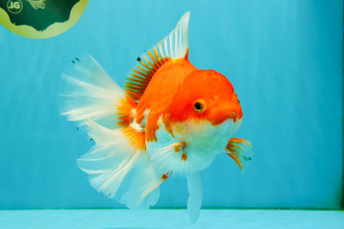 A Grade Red White Oranda Female 6.5-7 inches #050826OR_06