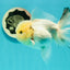 A Grade BULLDOG Lemonhead Oranda Male 4.5-5 inches #1018OR_22