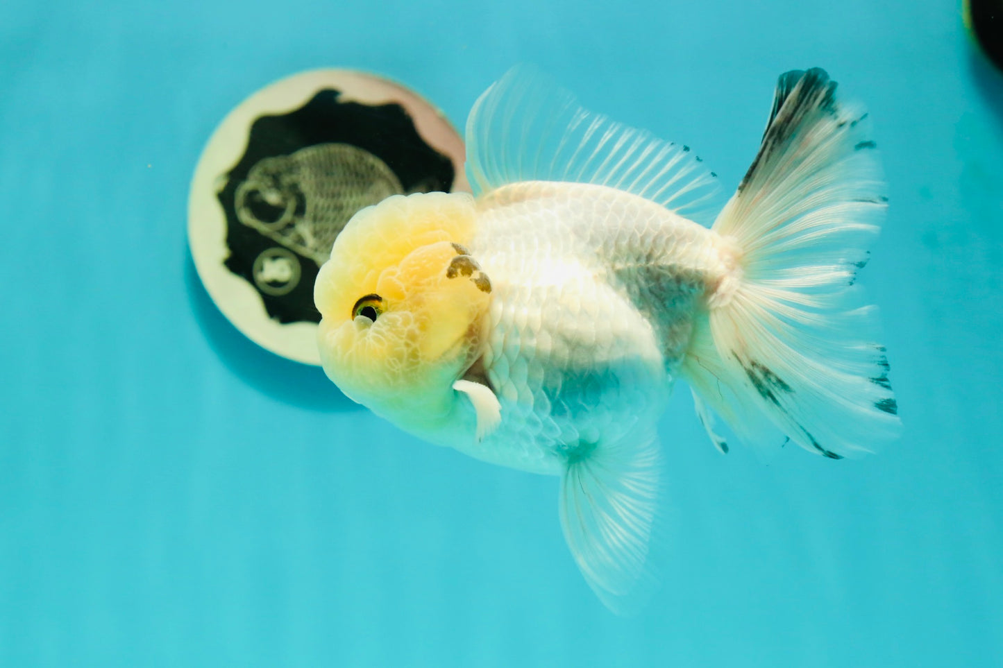 A Grade BULLDOG Lemonhead Oranda Male 4.5-5 inches #1018OR_22